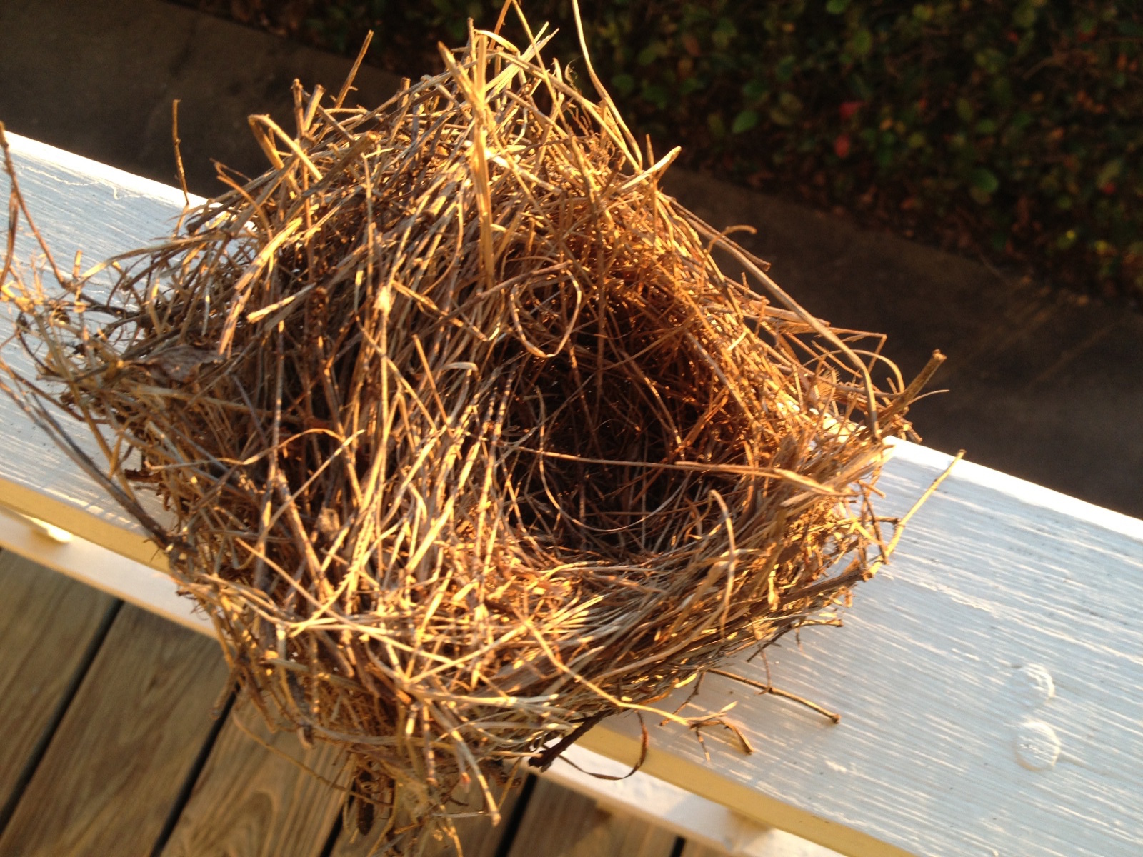 Bird nest 2